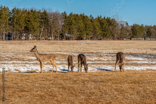 Obraz na płótnie White-Tailed Deer Resting And Feeding In An Urban Snow Covered Field In Spring In Wisconsin w salonie