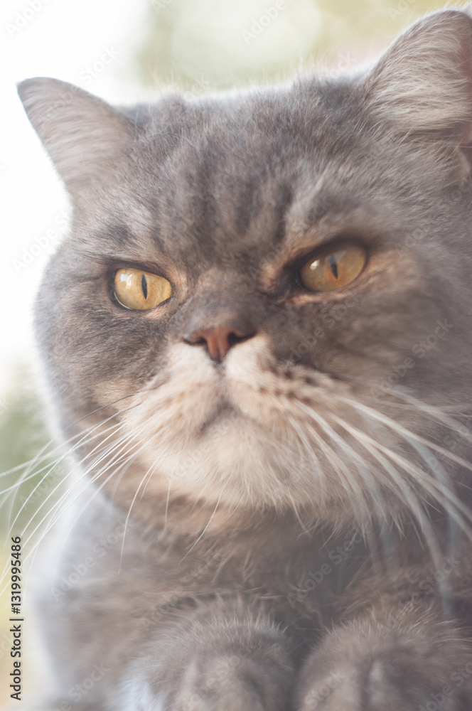 Gray cat relaxing outdoors with intense stare and long whiskers, enjoying a peaceful moment in nature, showcasing the beauty and charm of feline companions Gray cat relaxing outdoors with intense stare and long whiskers, enjoying a peaceful moment in nature, showcasing the beauty and charm of feline companions