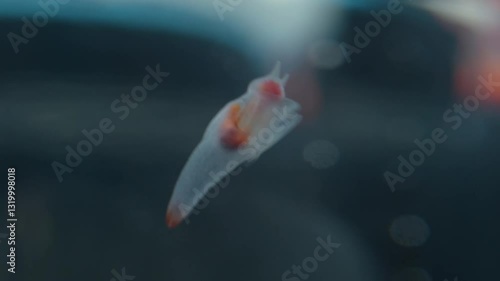 流氷の天使クリオネ