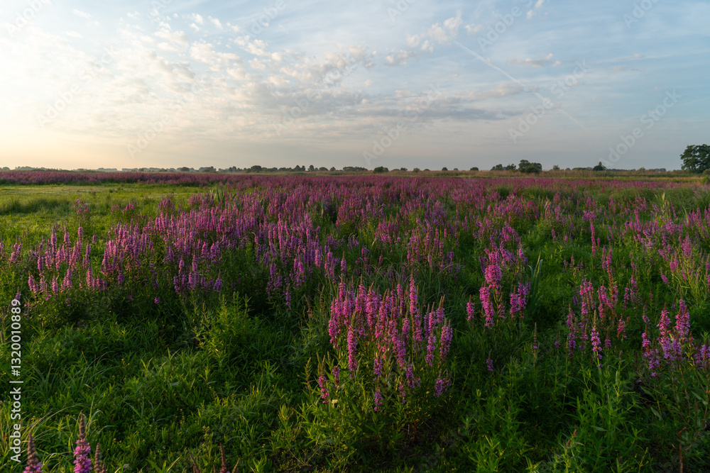 Łąki nad Nerem, kwitnąca Krwawnica pospolita