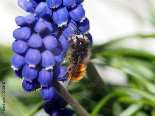 Isolated macro close- up of a european orchard bee (osmia cornuta) collecting pollen of a purple grape hyacinth (muscari botryoides). Bonn, Germany in March. Concept: spring, pollination