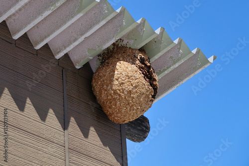 倉庫の屋根に作った巨大なスズメバチの巣