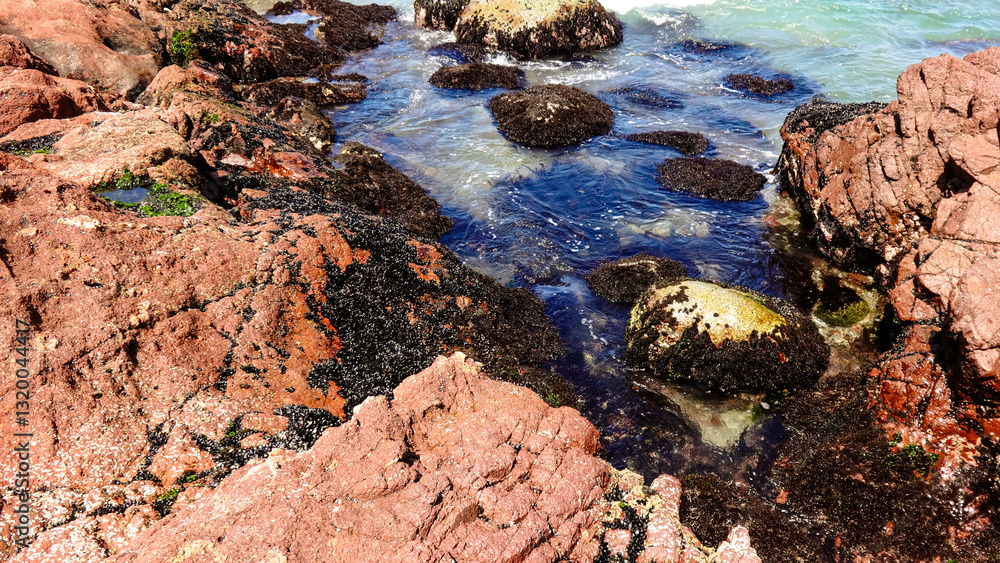 Coastal rocks covered with small mussels and marine life Coastal rocks covered with small mussels and marine life