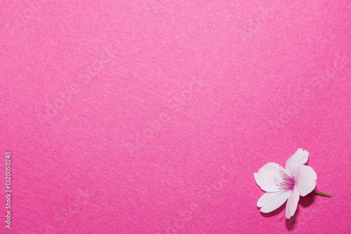 ピンク背景_桜の花