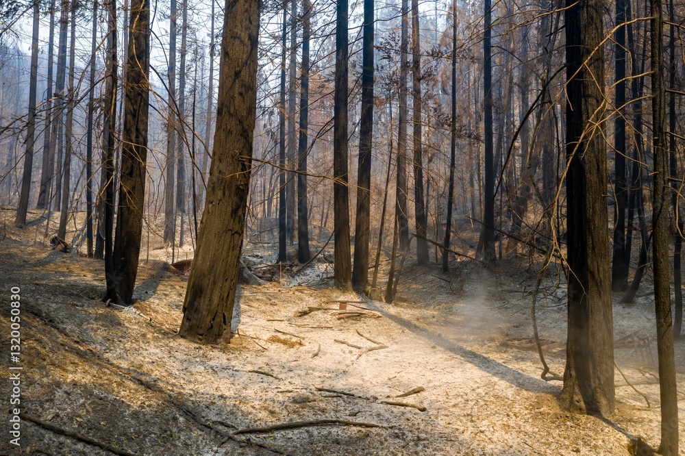 Obraz premium Aftermath of LNU Lightning Complex wildfire in Healdsburg, California, USA. Charred trees stand amidst the ash-covered landscape, showing the destructive power of nature.