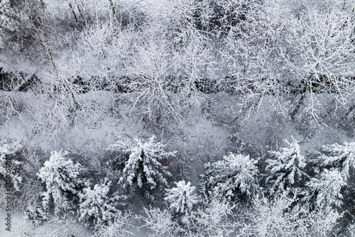snow covered trees in winter