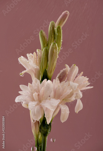 Photos Branch tuberose or polianthes tuberosa flowers on spray water pink background