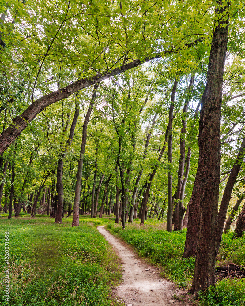 Hiking path through the woods at Creve Coeur Park in Creve Coeur, Missouri in springtime Hiking path through the woods at Creve Coeur Park in Creve Coeur, Missouri in springtime