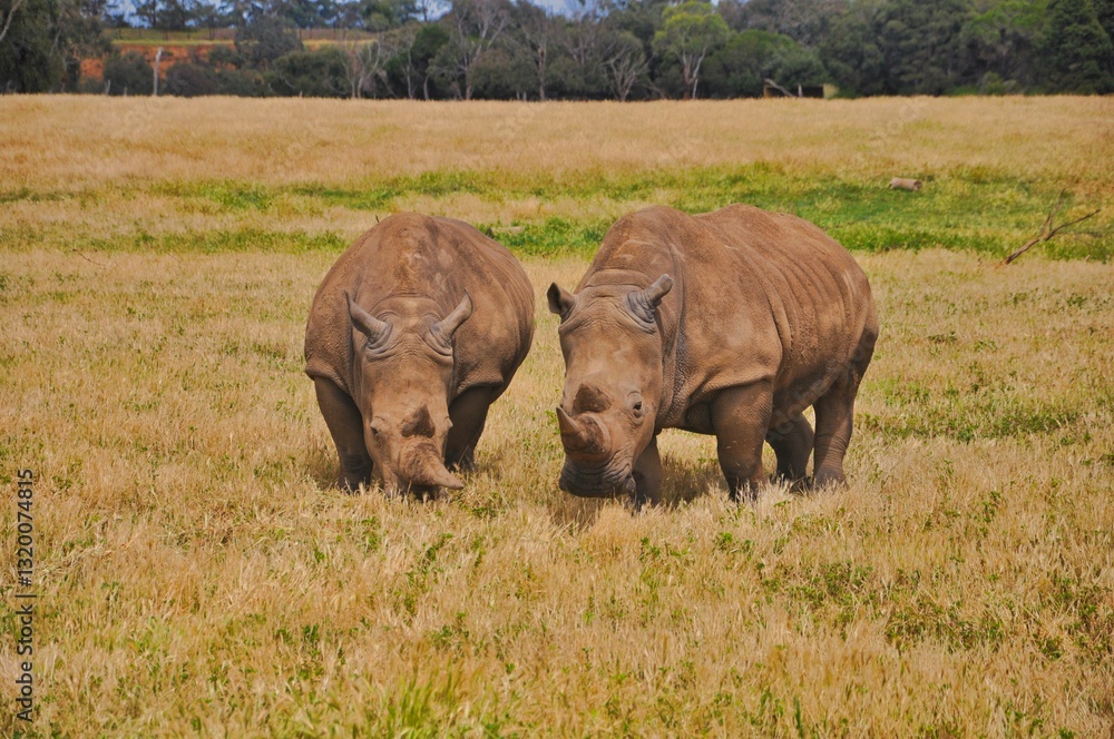 rhino in the grass