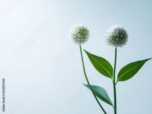 Wallpaper Mural Delicate blossoms or flowers in the corner of a white gray background
 Torontodigital.ca