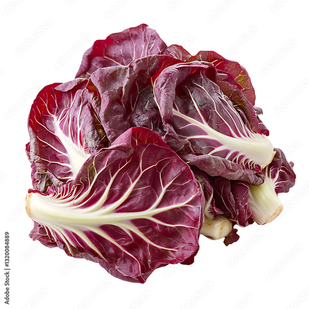 A Bunch of Fresh Radicchio with Red and White Leaves Isolated on Transparent Background A Bunch of Fresh Radicchio with Red and White Leaves Isolated on Transparent Background