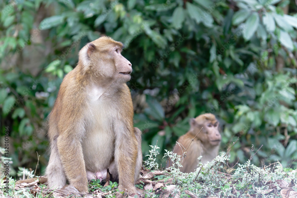 Naklejka premium Brown monkey seating in the forest