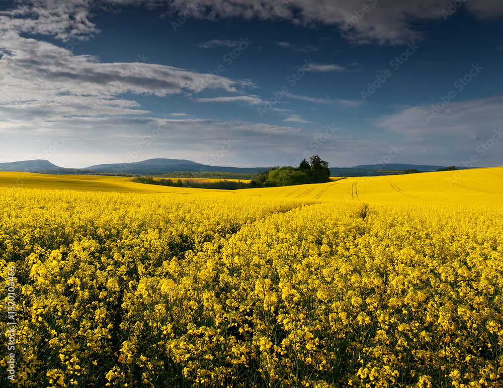 Fototapeta premium Generated image 菜の花畑