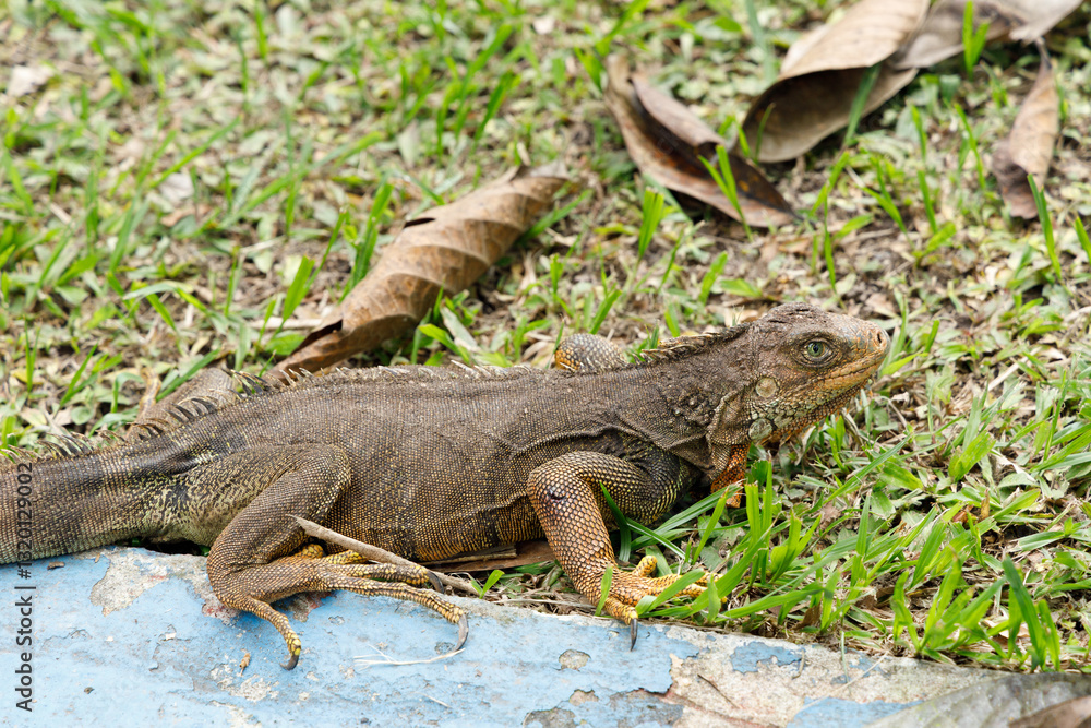Fototapeta premium Distressed Iguana with Visible Injuries