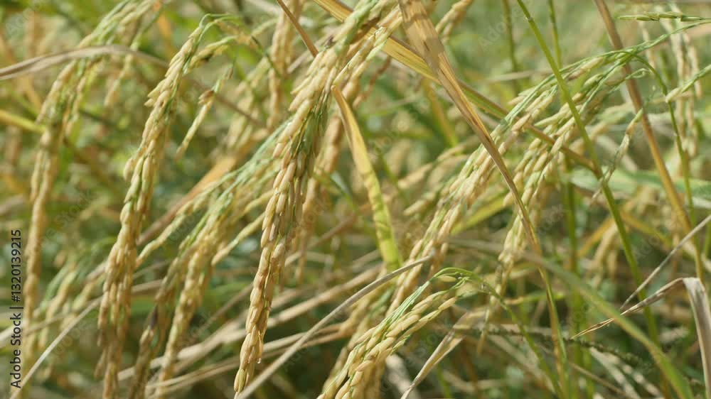 Golden Rice Fields Swaying Gently Under Warm Sunlight in Nature Golden Rice Fields Swaying Gently Under Warm Sunlight in Nature