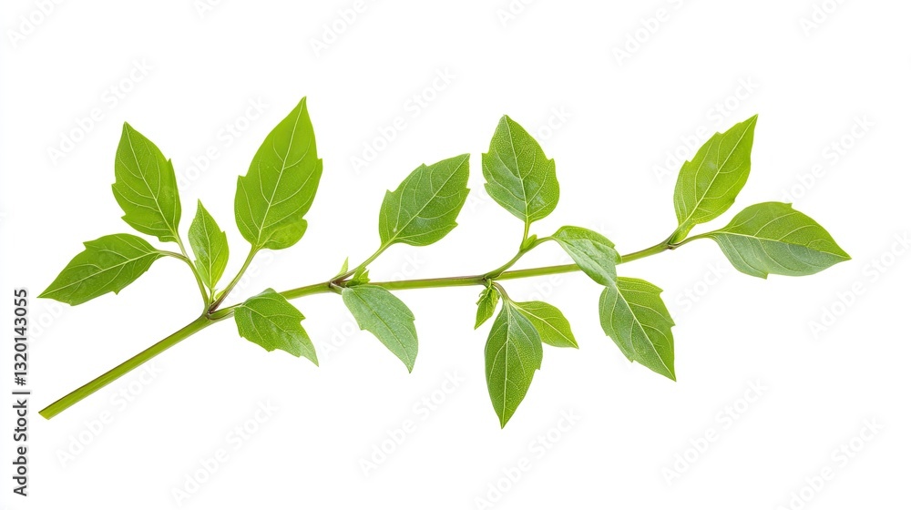 Fresh basil sprig with vibrant green leaves isolated on white background Fresh basil sprig with vibrant green leaves isolated on white background