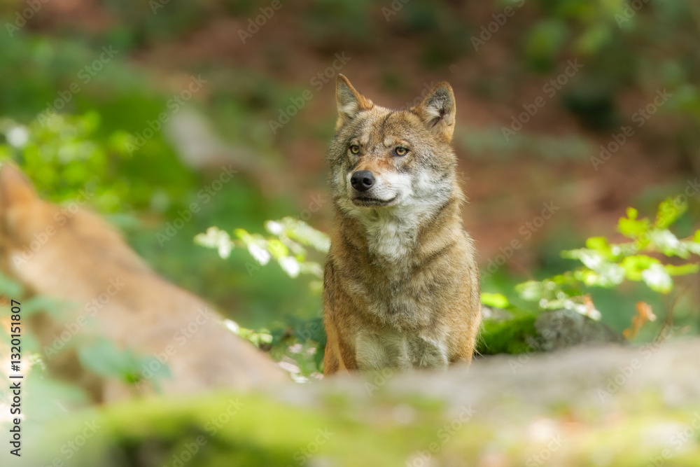 Gray wolf (Canis lupus), wolf standing in the forest, captive, Bavaria, Germany, Europe Gray wolf (Canis lupus), wolf standing in the forest, captive, Bavaria, Germany, Europe