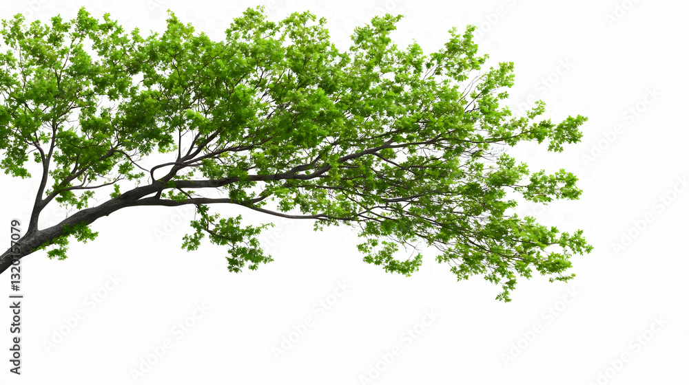 Vibrant Green Tree Branch with Lush Foliage Isolated on White Background, Digital Painting Illustration for Nature Design Vibrant Green Tree Branch with Lush Foliage Isolated on White Background, Digital Painting Illustration for Nature Design