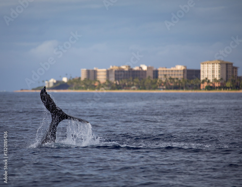 A humpback whale tail slaps and splashes near the resorts on the coast of West Maui Hawaii
