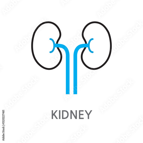 11.KIDNEY.eps.Kidney. Kidney icon. Kidney linear illustration icon on white background. EPS, PNG, JPG