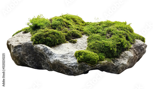lush green moss on grey rock, isolated on white background