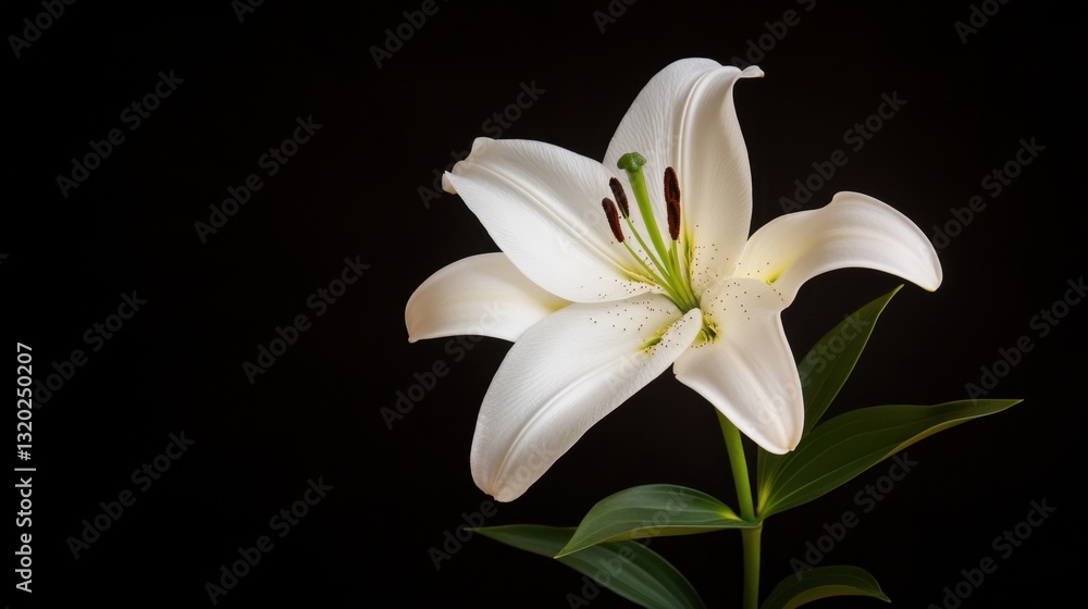 Fototapeta premium Elegant white lily flower blossom with green leaves against a dark background showcasing delicate petals and striking features up close for botanical beauty