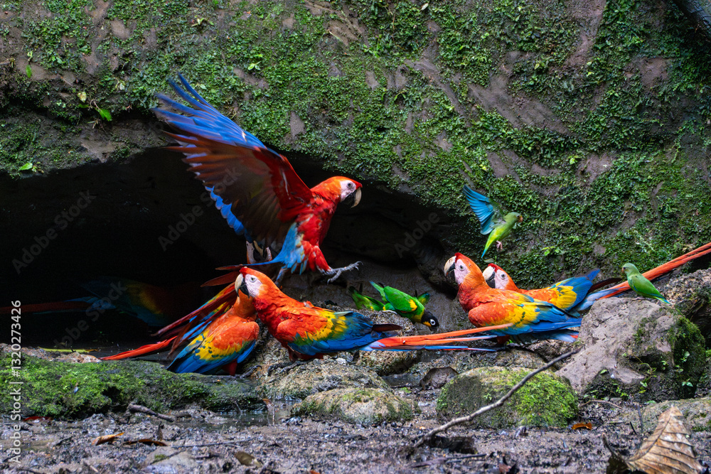 Obraz premium Scarlet Macaws at a clay lick in Ecuador