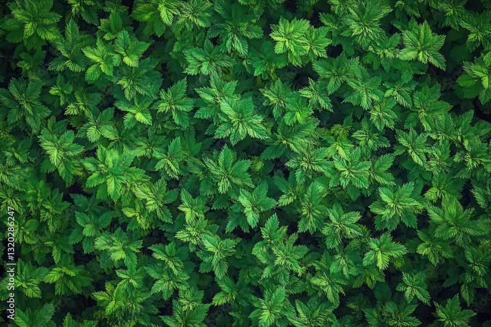 Lush Green Moss Texture and Patterns in Nature Background Lush Green Moss Texture and Patterns in Nature Background