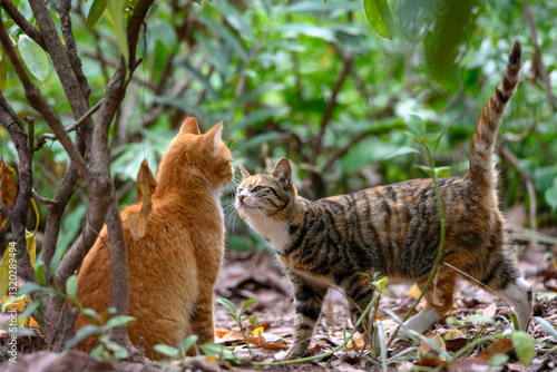 Two cats in a plant