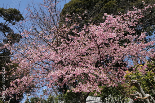 Wallpaper Mural 池上本門寺の河津桜。 Torontodigital.ca