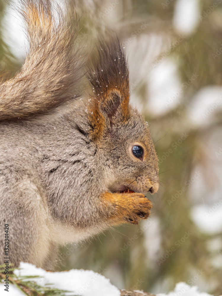 Fototapeta premium The squirrel with nut sits on tree in the winter or late autumn