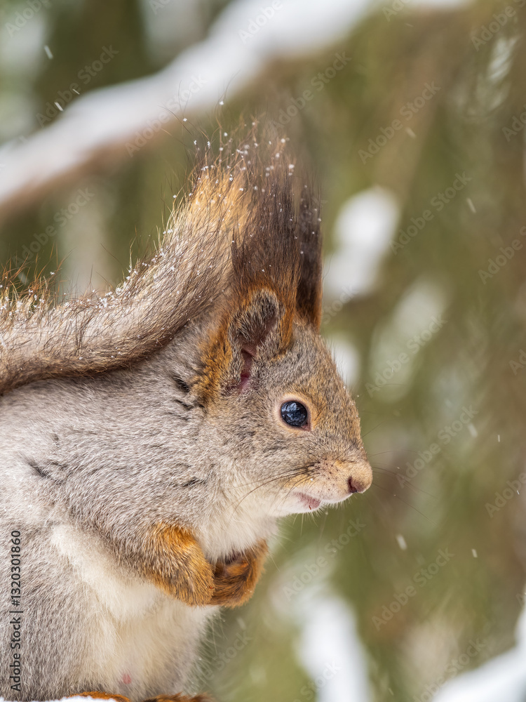 Fototapeta premium The squirrel sits on a branches without leaves in the winter or autumn