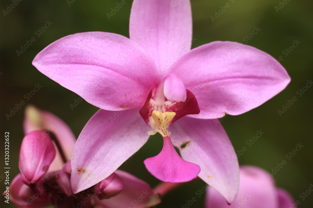 Close up shot of Spathoglottis plicata that commonly known as the Philippine ground orchid, or in indonesian said Close up shot of Spathoglottis plicata that commonly known as the Philippine ground orchid, or in indonesian said