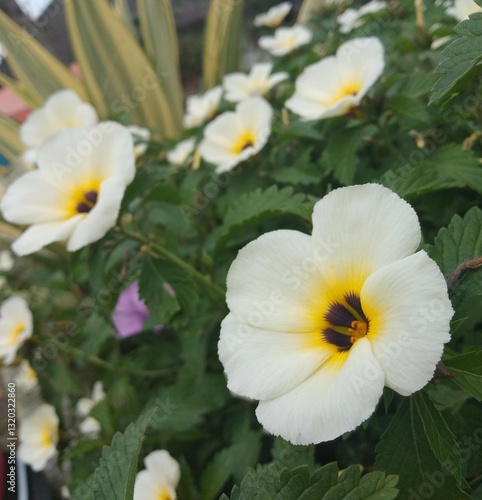 Turnera subulata in the garden