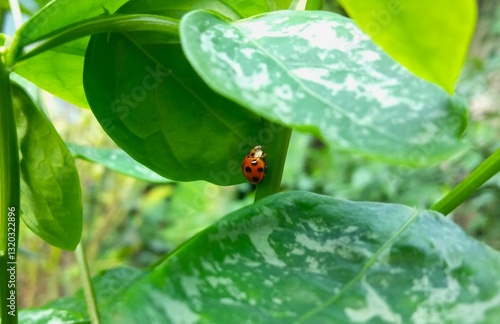 ladybug on a green leaf