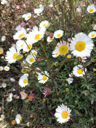 daisies in the top of Mount Prau