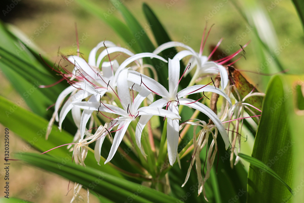 Obraz premium Spidery white flowers of American crinum lily (binomial name: Crinum americanum), also known as Florida swamp-lily, string lily, and southern swamp crinum, in an ornamental garden in southwest Florida