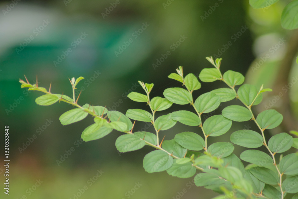Bidara leaf or widara is a kind of small fruit-producing tree that grows in dry areas. thorny bidara leaf stems
Bidara leaf or widara is a kind of small fruit-producing tree that grows in dry areas. thorny bidara leaf stems