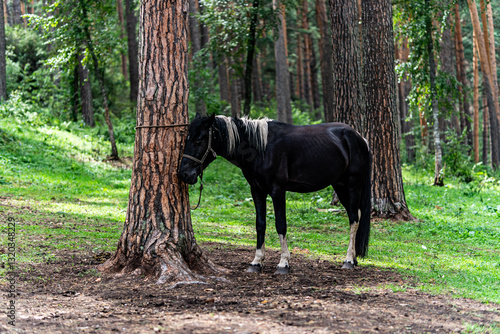 Pony eating grass in forest on a sunny day. A beautiful horse is tied to a tree against a background of green nature.