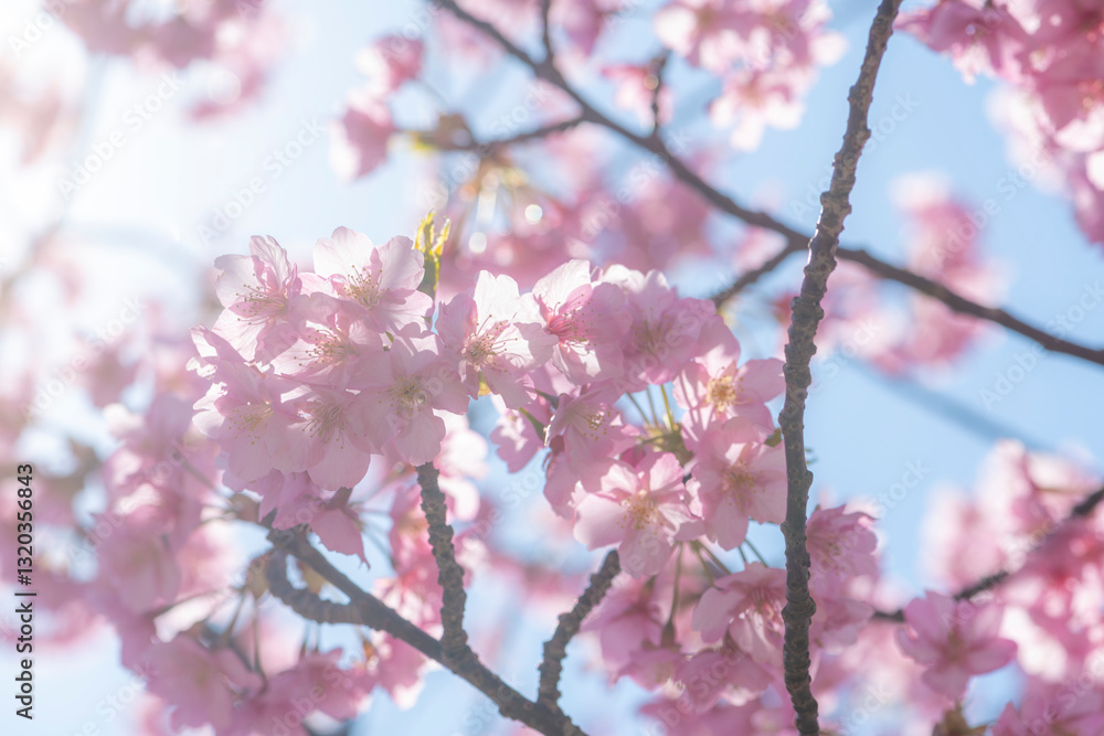光あふれる河津桜 光あふれる河津桜