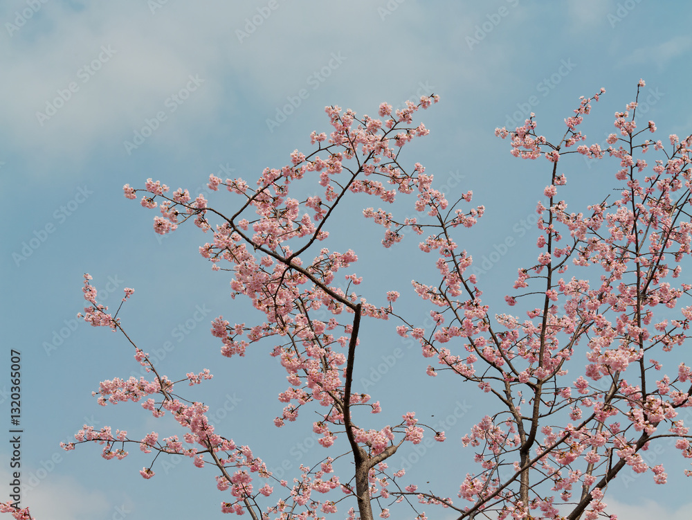 Spring flowers series, Beautiful Cherry blossom , pink sakura flowers in Shanghai. Spring flowers series, Beautiful Cherry blossom , pink sakura flowers in Shanghai.