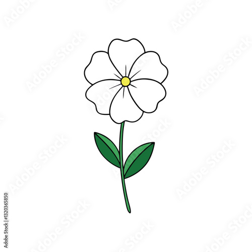 evening primrose flower on a white background.