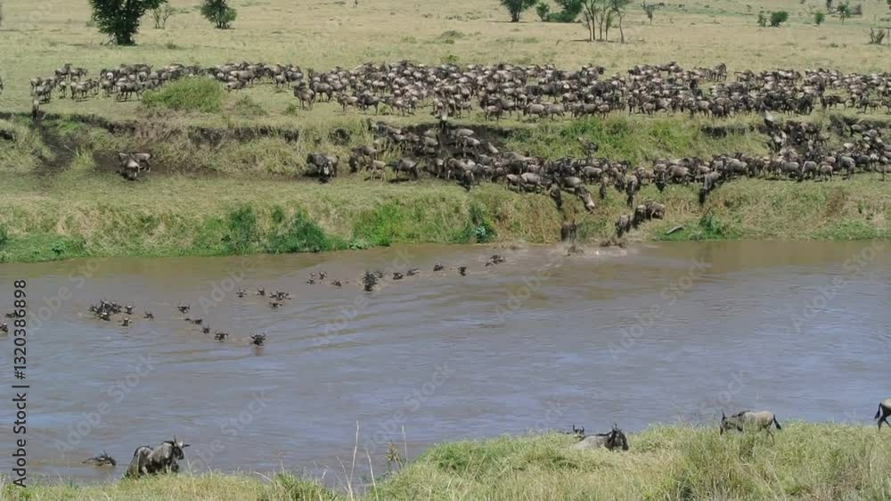 Hundreds of wildebeests jumping into the water to swim across the Mara River during their annual great migration. Serengeti National Park in Tanzania. Hundreds of wildebeests jumping into the water to swim across the Mara River during their annual great migration. Serengeti National Park in Tanzania.