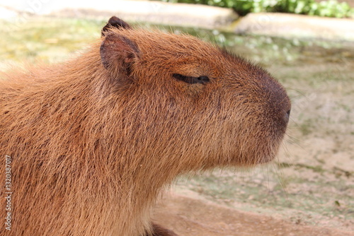 カビバラおねむ
