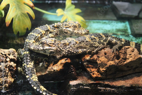 ヨウスコウワニ