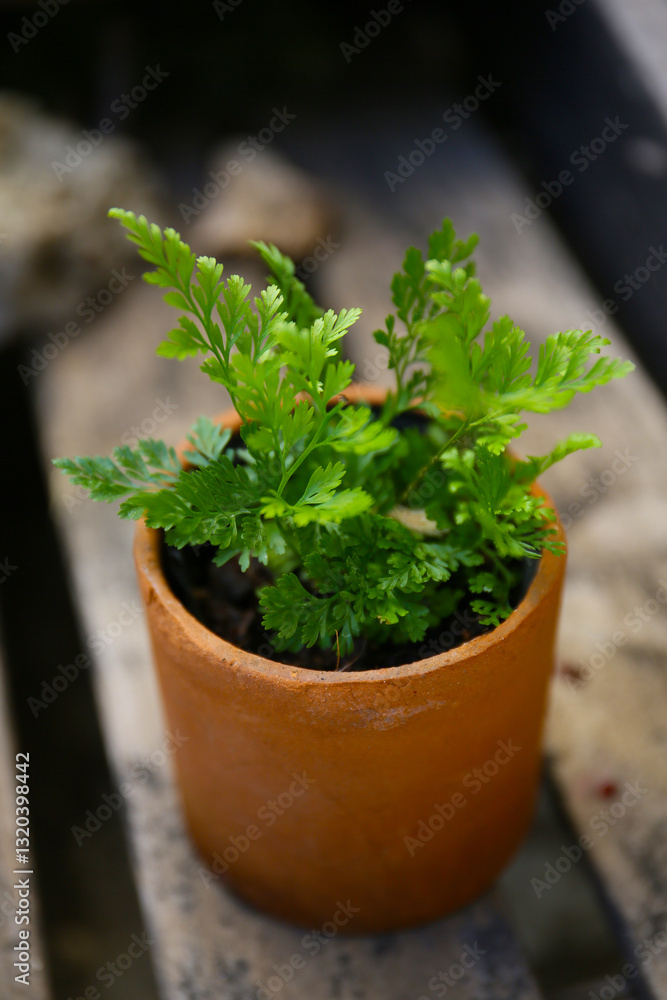 Fototapeta premium houseplants in a tiny pot, sunny day