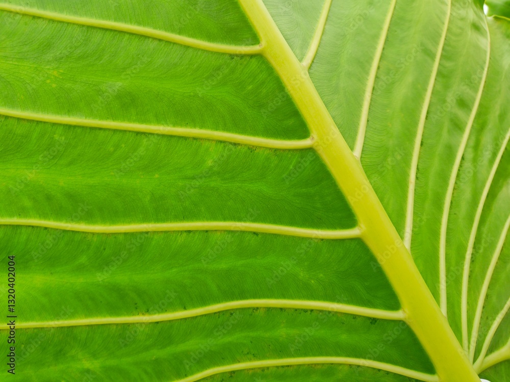 aesthetic green leaf surface abstract design
aesthetic green leaf surface abstract design