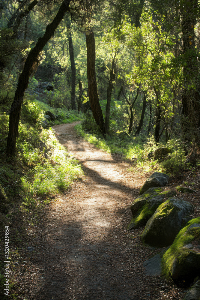 Fototapeta premium A tranquil forest path illuminated by soft sunlight filtering through lush green trees, creating a serene natural setting.