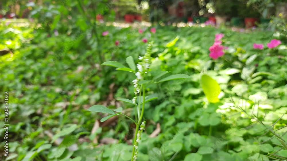 Melilotus albus plant flower. Its other names honey clover, white melilot, Bokhara clover, white sweetclover and sweet clover. This is a nitrogen fixing legume in the family Fabaceae. Melilotus albus plant flower. Its other names honey clover, white melilot, Bokhara clover, white sweetclover and sweet clover. This is a nitrogen fixing legume in the family Fabaceae.
