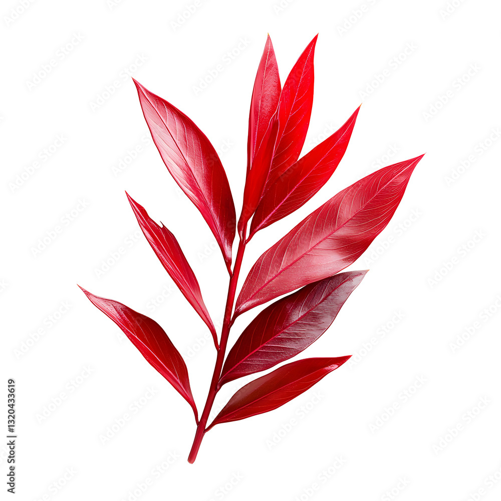 Vibrant Red Leaf Branch Isolated on White Background, Botanical Illustration Vibrant Red Leaf Branch Isolated on White Background, Botanical Illustration